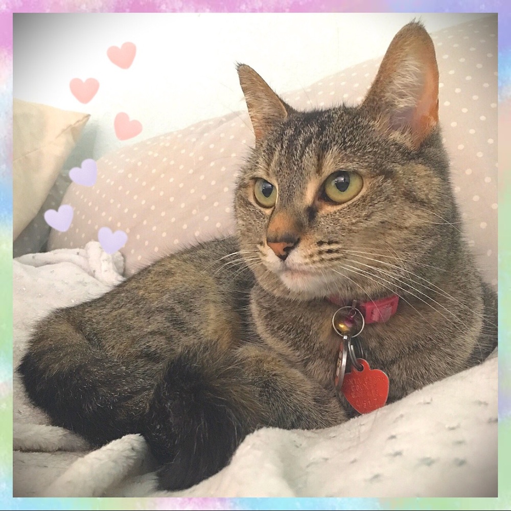 Meet your Posher, Dora